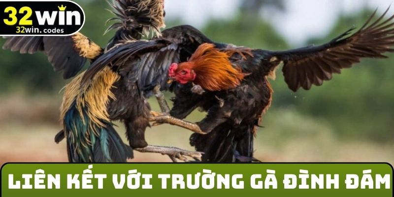 Liên kết với trường gà đình đám